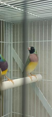 Image 5 of One pair of gouldian finches for sale