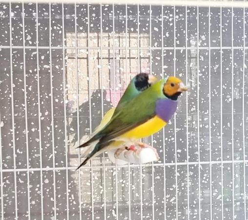 Image 1 of Male Gouldian finches for sale