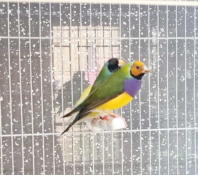 Preview of the first image of Male Gouldian finches for sale.