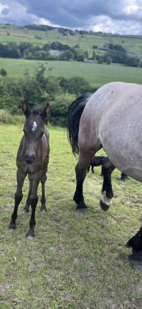 Image 8 of PRE Fusion filly foal to make 16hh