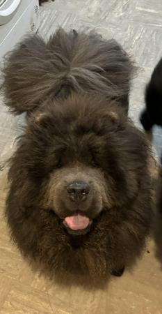 Image 1 of 10 month old blue chow chow