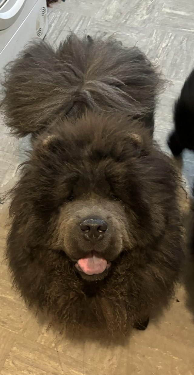 Preview of the first image of 10 month old blue chow chow.