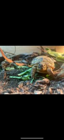 Image 4 of Gorgeous Horsfield Tortoises