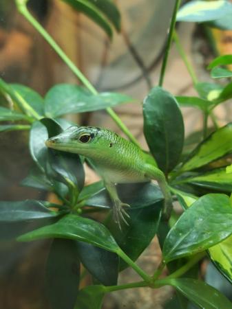 Image 2 of Emerald Tree Skink Males