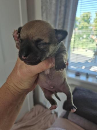 Image 9 of STUNNINGFemale Apple Head Chihuahua For Sale