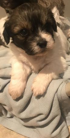 Image 8 of Beautiful Toy shihpoo puppies