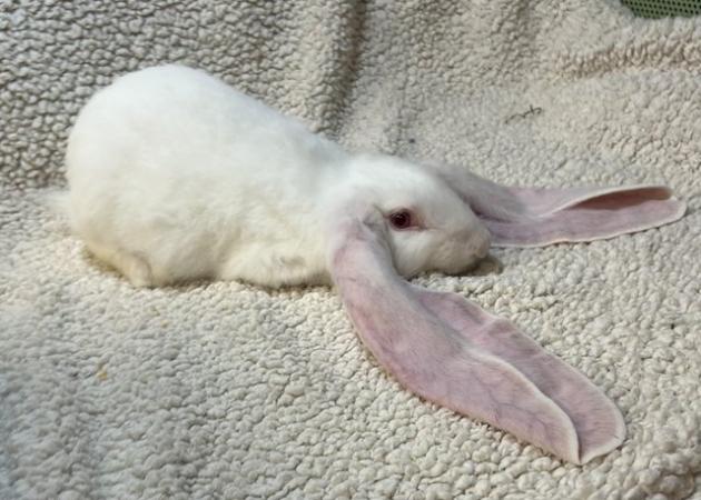 Image 1 of English Lop rabbit young male