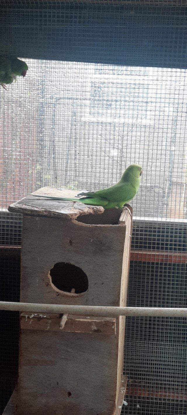 Preview of the first image of Male and female green ringnecks.
