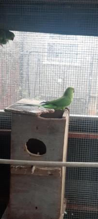 Image 1 of Male and female green ringnecks