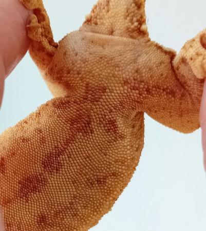 Image 2 of Yellow (Spot- free) Female Crested Gecko