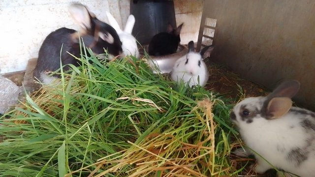 Preview of the first image of Beautiful litter of bunnies.