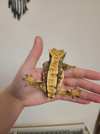 Image 2 of CB20 Female tricolour harlequin crested gecko