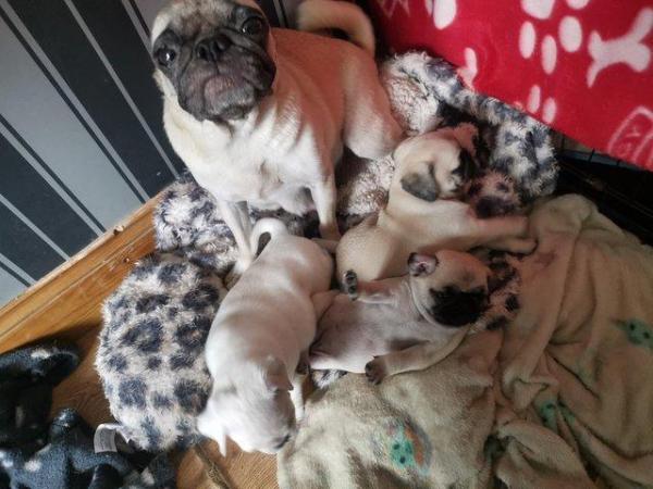 Image 3 of 2 fawn female pugs KC bloodline ready for forever home