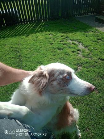 Image 1 of Border Collie Red Merle Girl