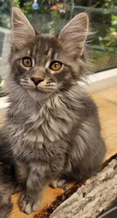 Image 10 of MAINE COON TICA REGISTERED KITTENS FOR SALE