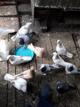 Image 1 of 2-6 months Tumbler pigeon for sale
