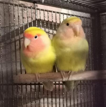 Image 1 of PEACHFACE LOVEBIRDS, Good size and Health y