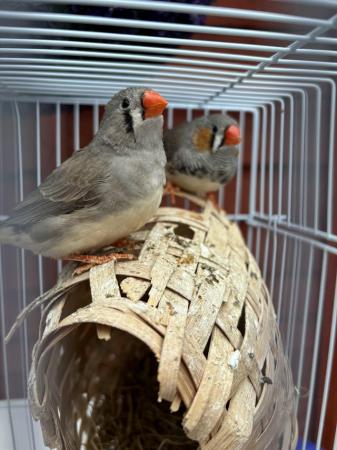 Image 1 of Zebra Finches for sale complete with cage