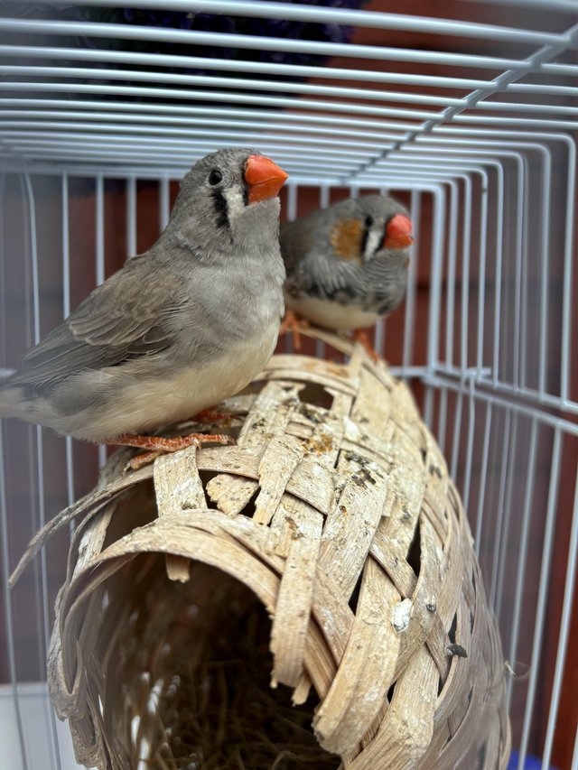 Preview of the first image of Zebra Finches for sale complete with cage.