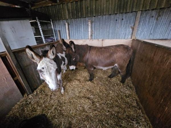 Image 2 of A pair of male Donkeys available for sale