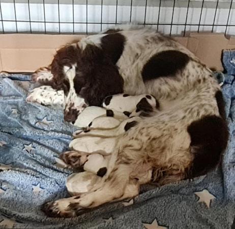 Image 2 of Cocker spaniels pups *READY NOW*