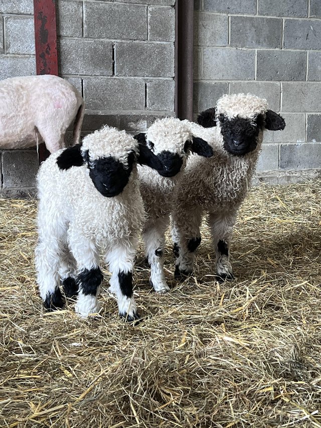 Preview of the first image of Valais sheep 7/8 wether lambs x 6, sire pedigree registered.