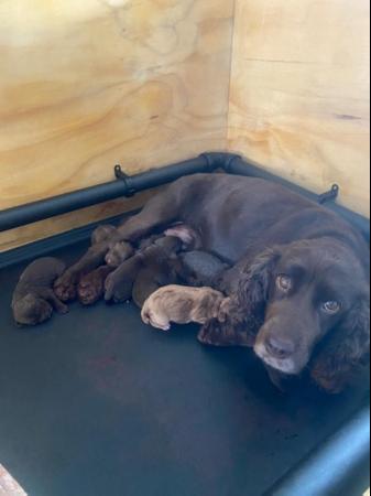 Image 3 of KC registered working cocker spaniel puppies