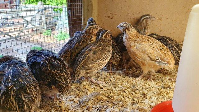 Image 1 of POL Japanese Quail. £5 each on 10 or more :) Healthy Birds.