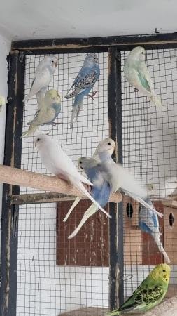 Image 5 of Budgies for sale male & female available