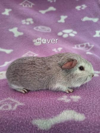 Image 4 of Chinchilla guinea pigs ..