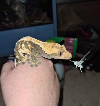 Image 2 of Male Crested Gecko Proven Breeder 5 years old
