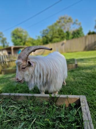 Image 6 of Superb PGC Registered Pygmy goat billy
