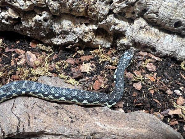 Image 5 of Madagascar Giant Hognose Snake CB2023