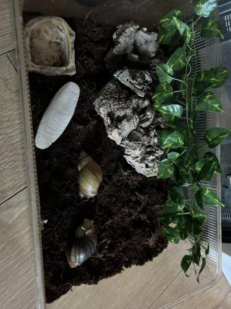 Image 5 of Giant african land snails and enclosure