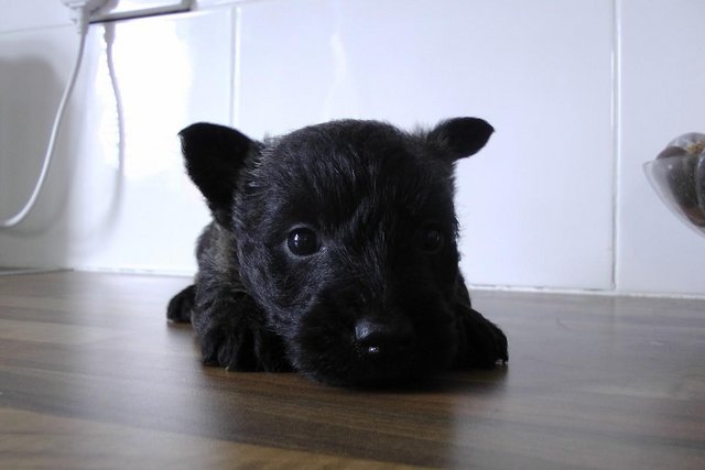 Image 4 of Scottish terrier puppies ready 8th may