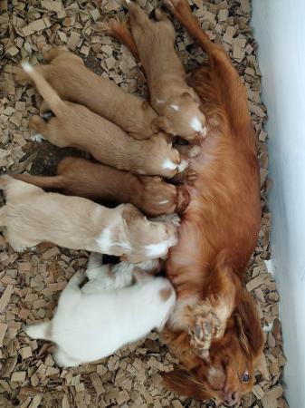 Image 2 of READY NOW KC WORKING COCKER SPANEL PUPPIES FOR SALE