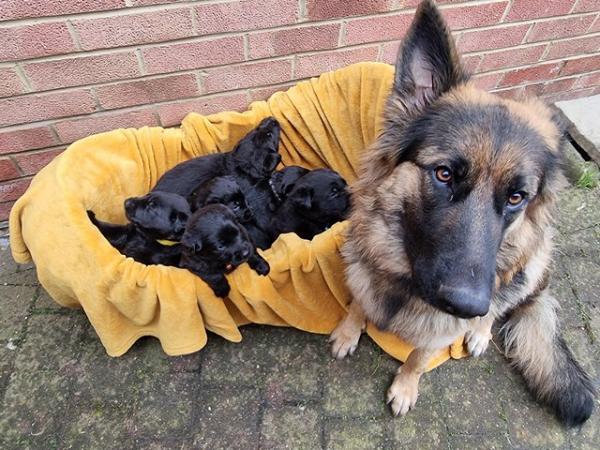 Image 7 of German Shepherd x Labrador puppies