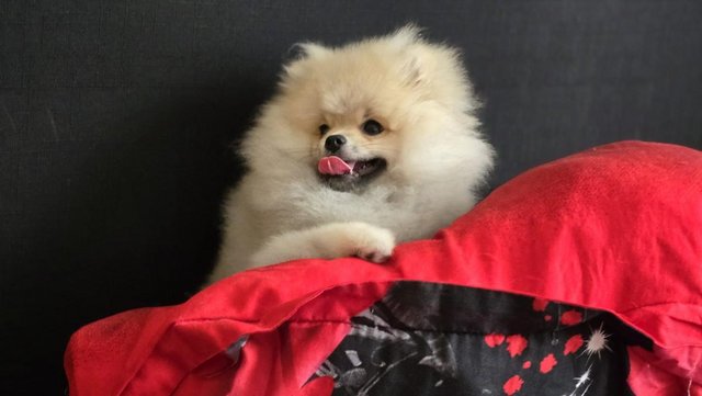 Image 9 of Fluffy KC registered Pomeranian Puppies