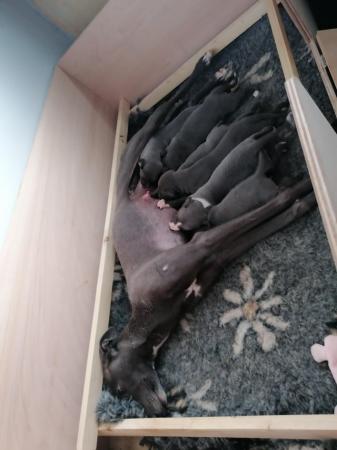 Image 2 of Blue lurcher puppies for sale.