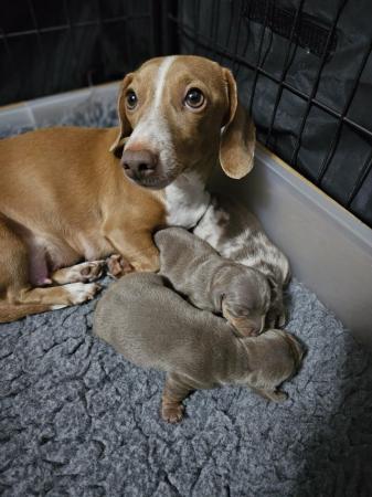 Miniature Dachshund puppy for sale ready 17/03 for sale in Worcester, Worcestershire