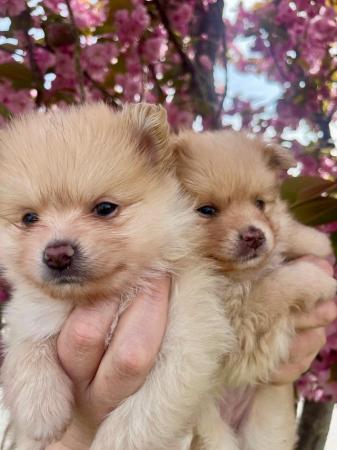 Image 13 of Pomeranian puppies Ready Friday !