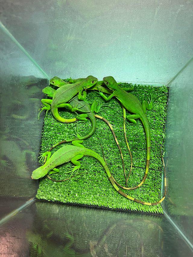 Preview of the first image of 100% D/het Albino Iguanas hatchlings.