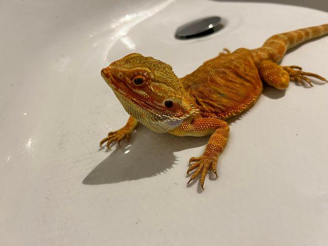 Preview of the first image of 1 year old red bearded dragon.