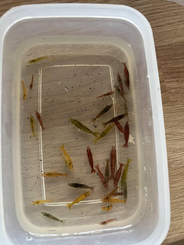 Preview of the first image of Shrimp culls. Mixed colours. 15 for £10..