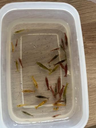 Image 1 of Shrimp culls. Mixed colours. 15 for £10.