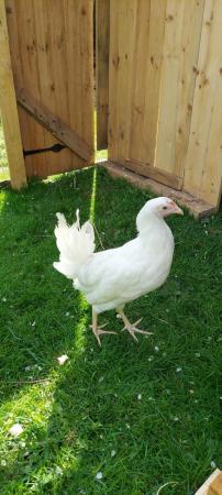 Image 3 of Point of lay White Leghorn hens for sale!