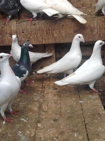 Image 23 of PURE WHITE RACING PIGEON FOR SALE