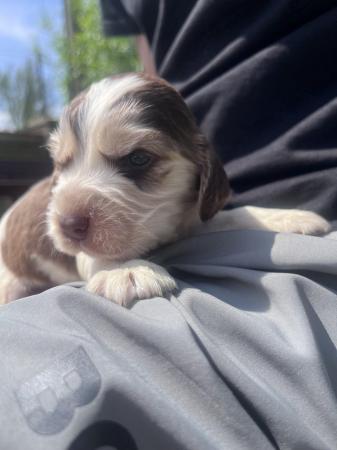 Image 9 of Show type cocker spaniel puppies