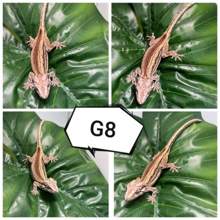 Image 3 of Various gargoyle geckos ( R. auriculatus)