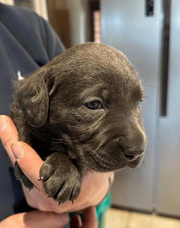 Image 1 of Last 1 - Stunning Charcoal Boys Labrador Pups